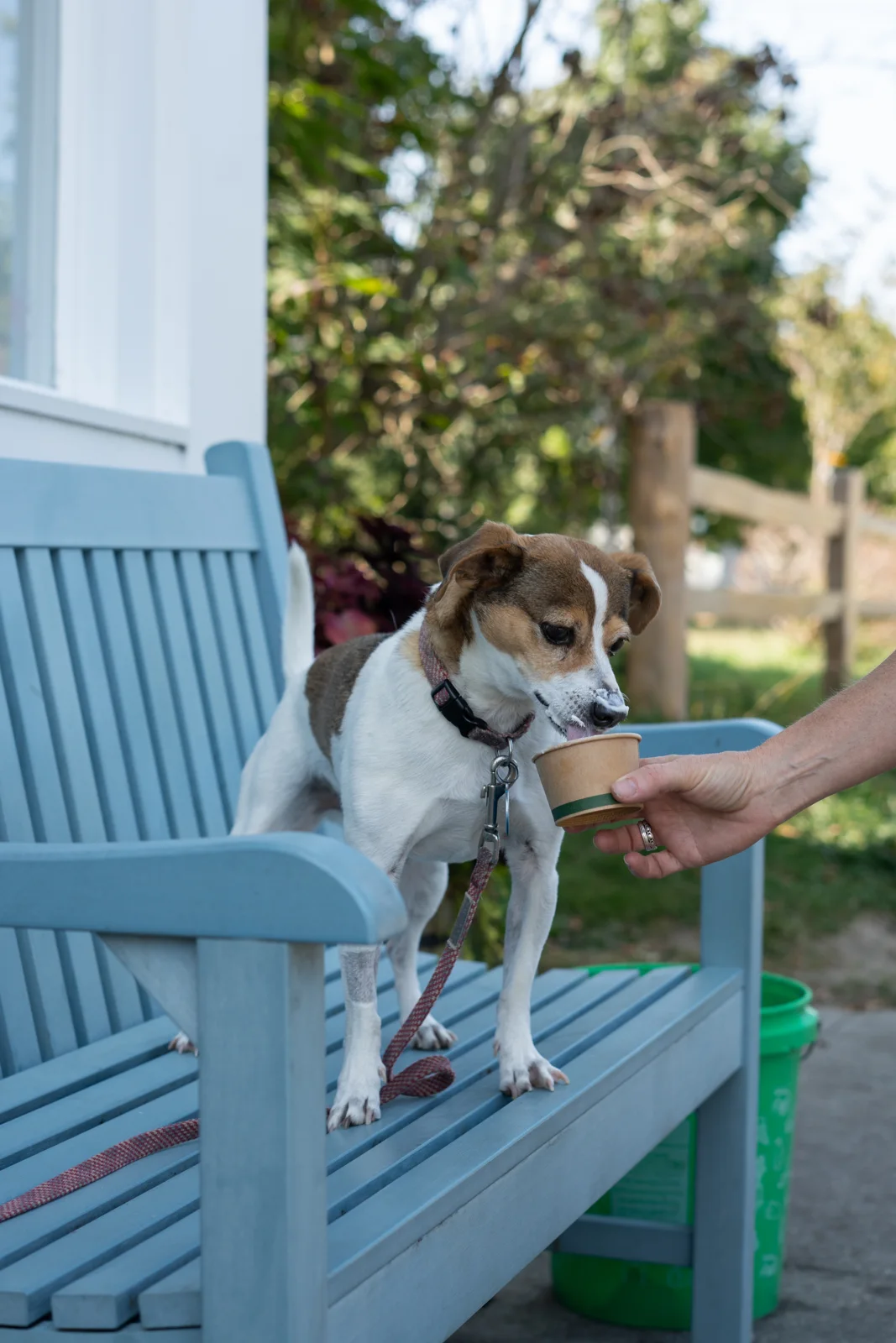 A dog visiting the blue bench outside Willard Scoops
